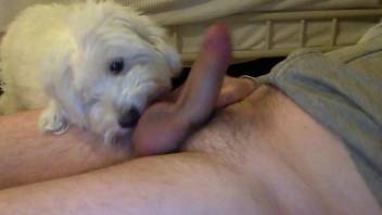 Cute white dog sucking on a guy's meaty boner on cam