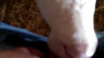 Exciting POV blowjob from a really really sexy cow
