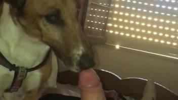 Obedient beast slurping that thick cock in point-of-view style