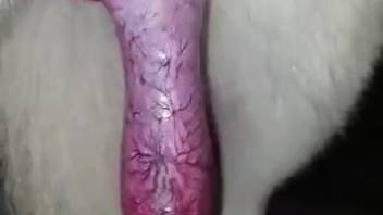 Enormous crimson dick displayed for the final occasion