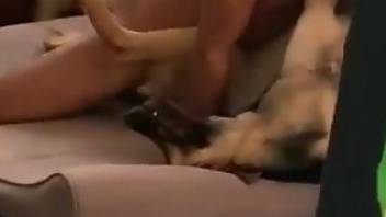 Dirty dog getting its pussy fucked by a horny dude