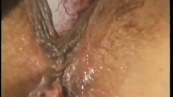 Chocolate-colored canine elegantly screwed a cock-gulping beast-loving whore