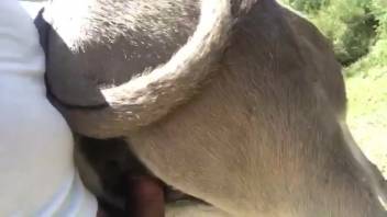 Shaggy dick beast lover banging a hot female horse doggy style
