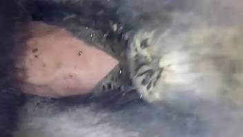 Guy with a stiff erection bangs a female horse's snug vagina