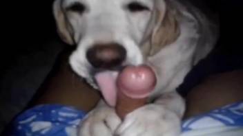 POV blowjob from a dog with extremely playful paws