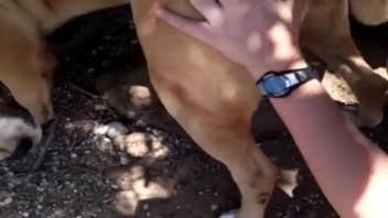 Succulent canine cock stimulated by a bestiality lover