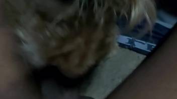 Guy with an erect dick receives a pleasurable oral from a canine