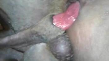 Violent anal encounter with a very sexy dog cock