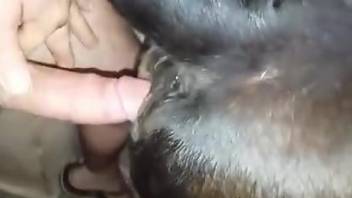 Dude gapes an animal's eager pussy with his meaty cock