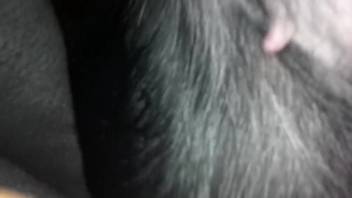 Guy with a bushy dick enjoys deeply penetrating wild animals