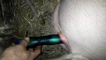 Guy relishes banging a swine's attractive vagina right now