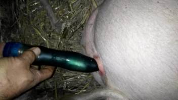 Dude using his favorite dildo to fuck a pig's pussy