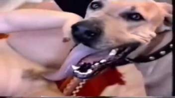 Hot older lady with huge breasts, intense rough fucking with the canine