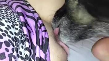 Intimate cunnilingus encounter with an aroused bestiality lover