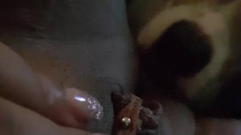 Pierced vagina being licked by a hot canine