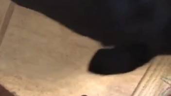 Small pup smells and tongues owner's cock on webcam
