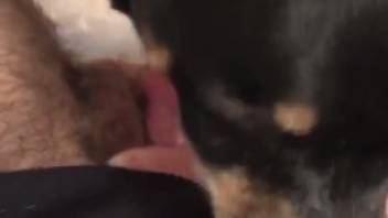Guy's bushy dick being tongued by a hot canine