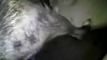 Guy wields his massive furry dick to screw a pup