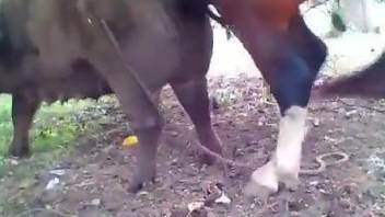 Animal-on-animal fuck scene with a very hung stallion