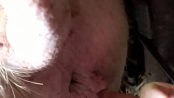 Arresting animal pussy getting finger-blasted on cam