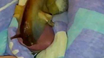 Dude fucks a snail in yet another strange fetish video