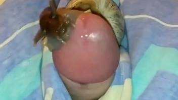 Mollusks gratifying the hot penis in a first-person adult film