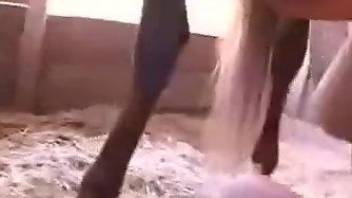 Asian women share a huge horse penis on cam
