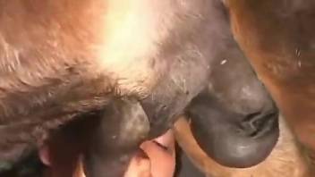 Horse penis blowjob with a chubby-cheeked Latina