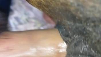 Guy cheerfully banging a female horse's moist cunt on video