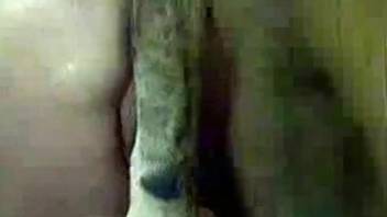 Severe animal sex video with a wife with amazing ass
