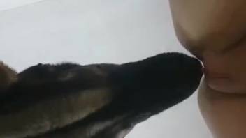 Ebony hosiery vixen being pounded by a pooch