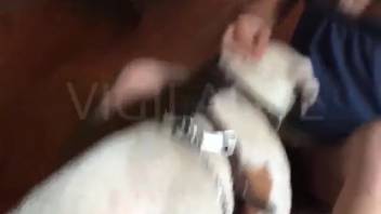 Attractive young woman is set to have sex with a perverted dog