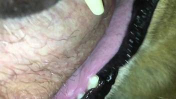 Tiny penis getting pleasured orally by a mutt