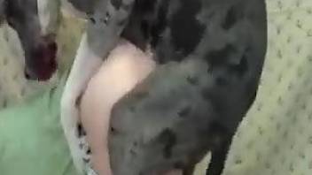 Slut in ripped jeans getting screwed by a doggo
