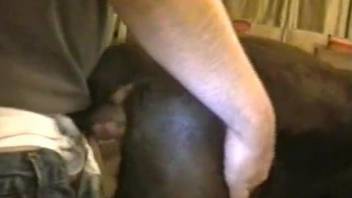 Black dog gets anally banged in the doggy style