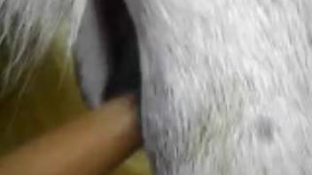 Fisting encounter with a female horse featuring a large vagina