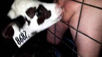 Young calf orally stimulates a guy's cock until he nuts intensely.