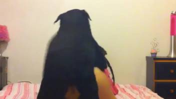 Anal pounding adventure with a lively-butted animal lover