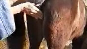 Guy thrusts his stiff cock into a female horse's juicy pussy