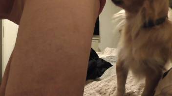 Guy thrusts his erect penis into this canine's willing mouth