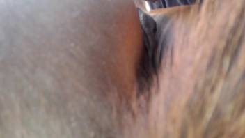 Bushy-dicked guy overpowers a steed's steamy vagina in this spot