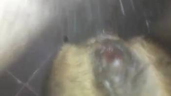 Snug beast hole expanded wide on camera