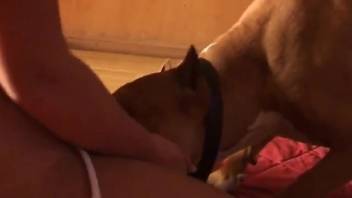 Bikini-wearing zoophile slag gets fucked by a dog