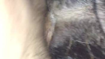 Guy inserts his penis into a heated mare's pussy