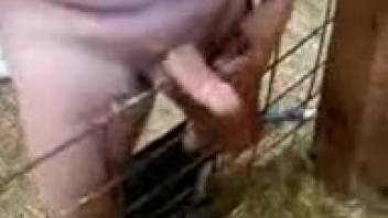 Guy allows the young calf to lick his hard dick and nuts