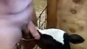 Man leaves the small veal lick his erect penis and balls