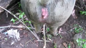 Guy screwing a hot beast's tasty vagina in first-person view