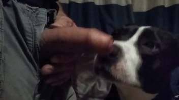 Guy's gonna stuff his thick dick into this dog's mouth