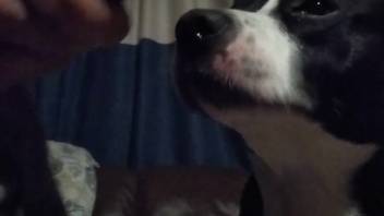 Canine satisfies master by tonguing his stiff penis and testicles