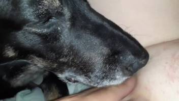 Naked encounter featuring the dog tonguing her bushy pussy